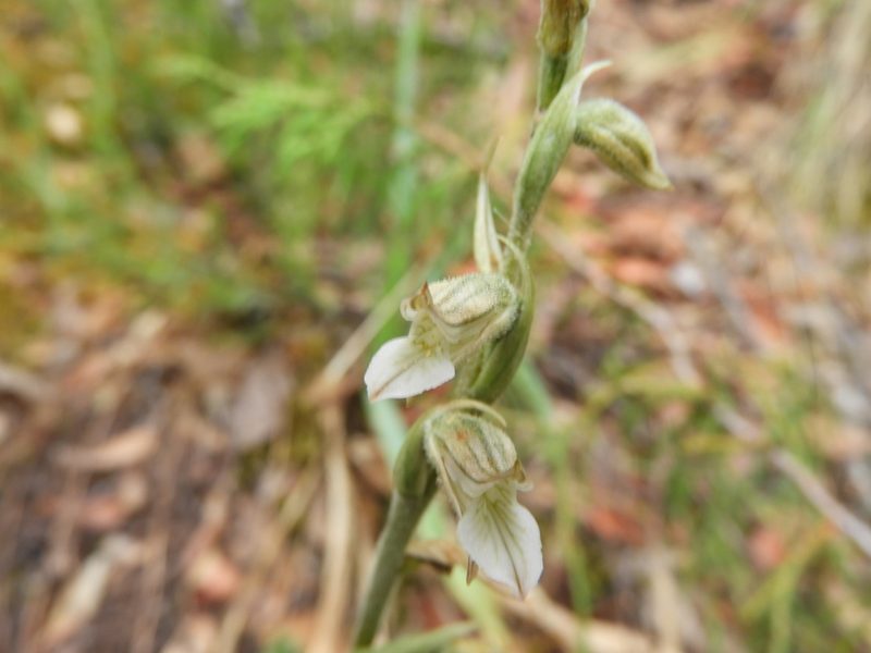 Sotoa confusa, photographed by Leticia Jiménez Hernández