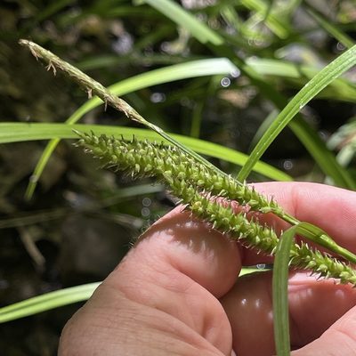 Carex scabrata, photographed by Summit Metro Parks