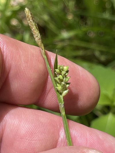 Carex gracilescens, photographed by Summit Metro Parks