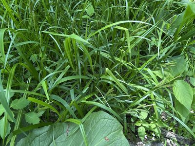 Carex scabrata, photographed by Summit Metro Parks