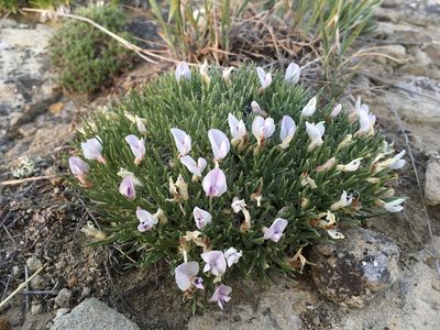 Astragalus simplicifolius, photographed by Cecelia Alexander