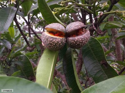 Tabernaemontana elegans, photographed by Chris Vynbos
