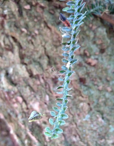 Dichaea neglecta, photographed by kfa
