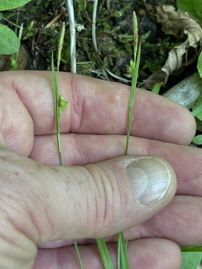 Carex digitalis, photographed by Summit Metro Parks