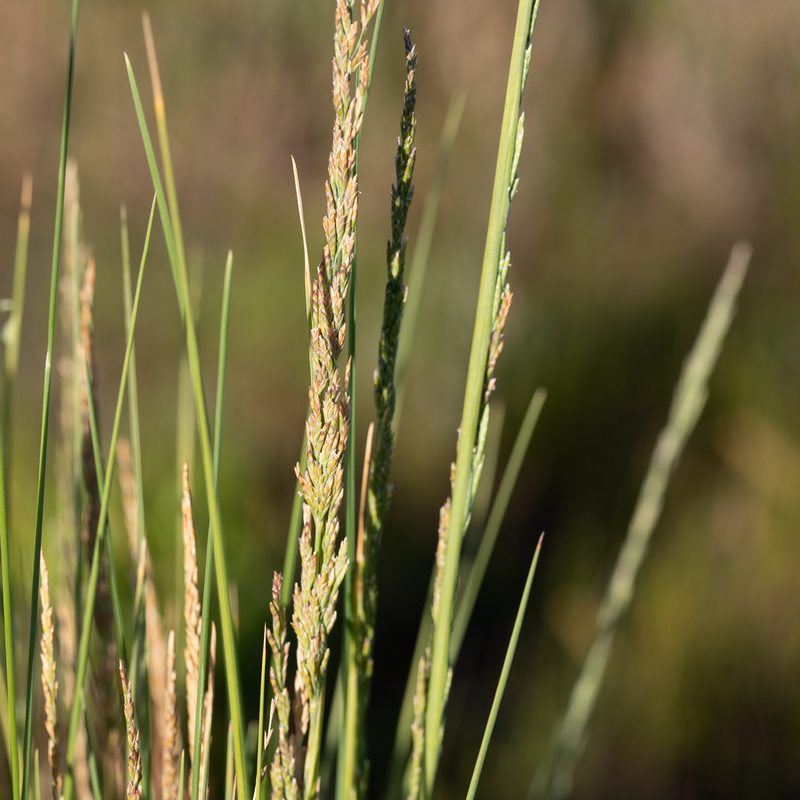 Puccinellia stricta, photographed by Kym Nicolson