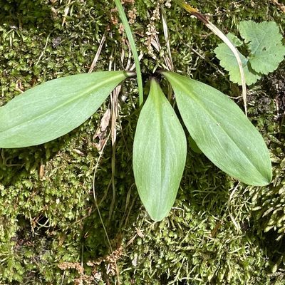 Chamaelirium luteum, photographed by Summit Metro Parks