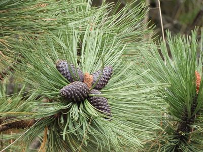 Pinus hartwegii, photographed by Leticia Jiménez Hernández