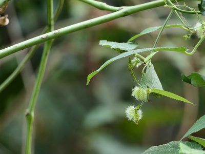 Tragia praetervisa, photographed by Dinesh Valke
