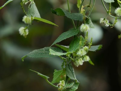 Tragia praetervisa, photographed by Dinesh Valke