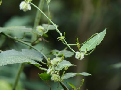 Tragia praetervisa, photographed by Dinesh Valke