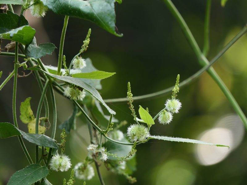 Tragia praetervisa, photographed by Dinesh Valke
