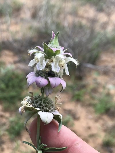 Monarda fruticulosa, photographed by Cody Stricker