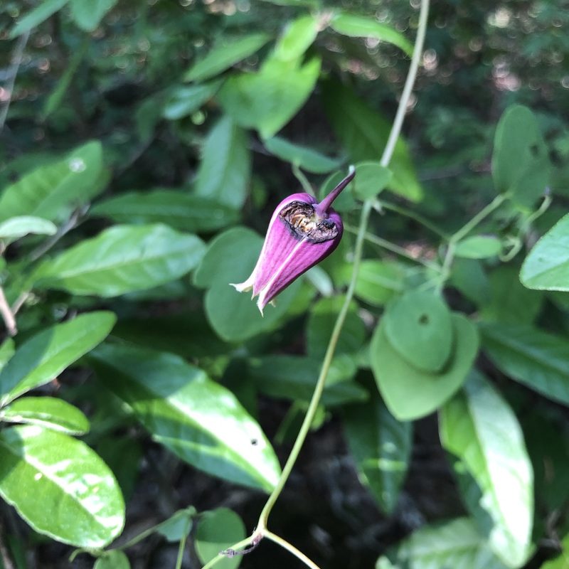 Clematis glaucophylla, photographed by Curtis Hansen