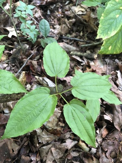 Croomia pauciflora, photographed by Curtis Hansen