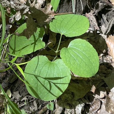 Smilax ecirrhata, photographed by Summit Metro Parks