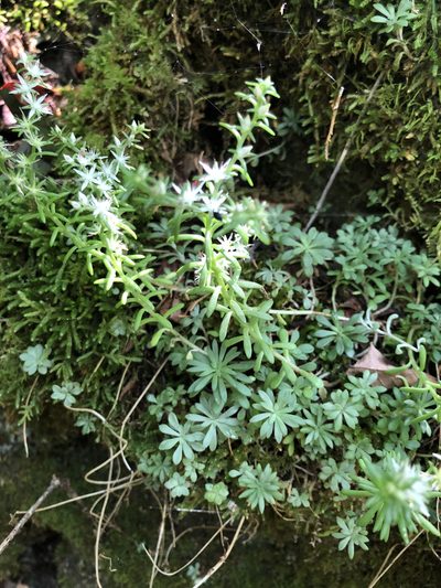 Sedum nevii, photographed by Curtis Hansen