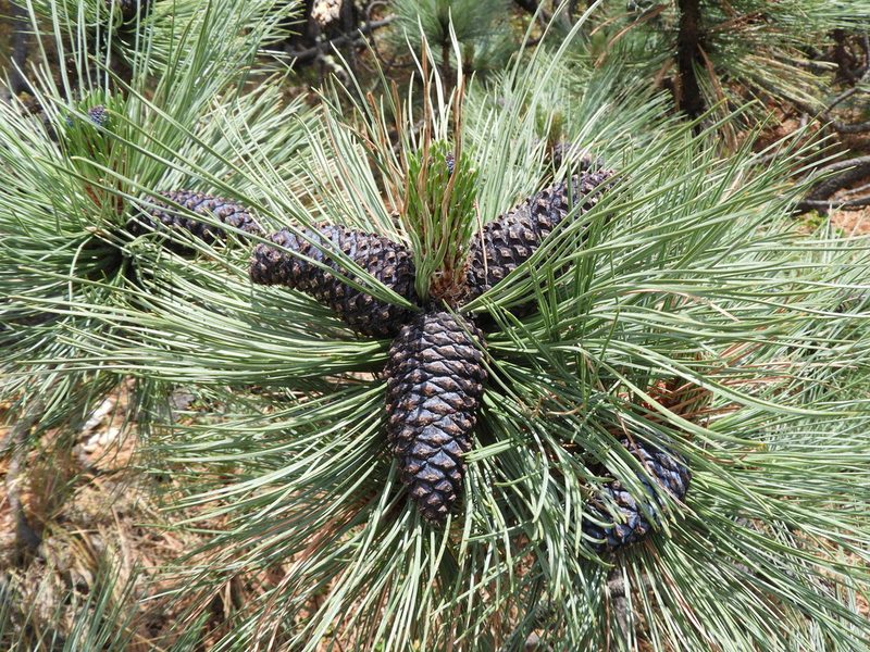 Pinus hartwegii, photographed by Leticia Jiménez Hernández