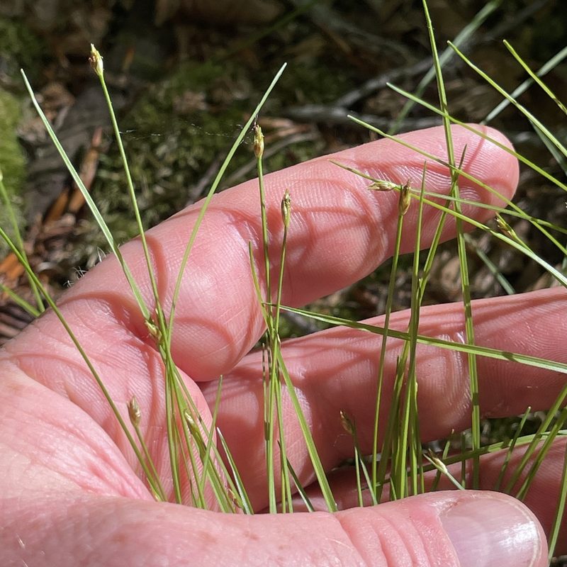 Trichophorum planifolium, photographed by Summit Metro Parks