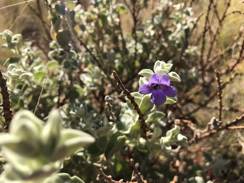 Eremophila warnesii, photographed by Miguel de Salas