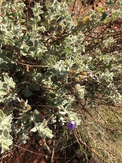 Eremophila warnesii, photographed by Miguel de Salas