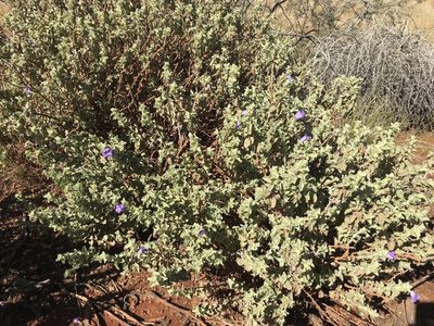 Eremophila warnesii, photographed by Miguel de Salas