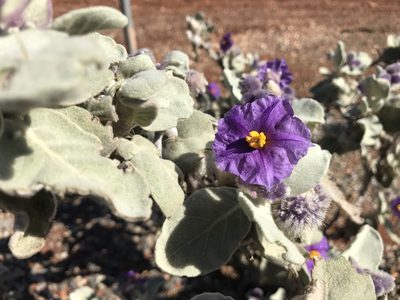 Solanum lasiophyllum, photographed by Miguel de Salas