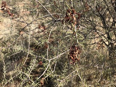 Acacia tetragonophylla