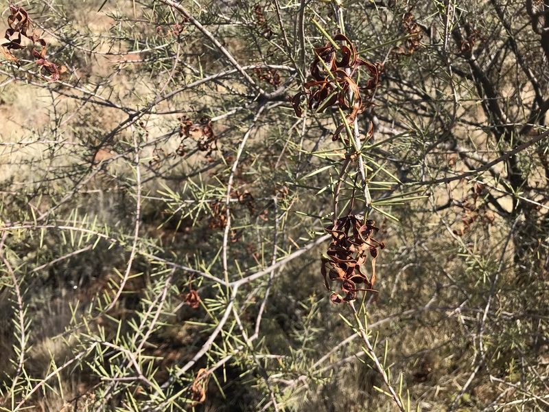 Acacia tetragonophylla, photographed by Miguel de Salas