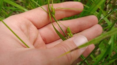 Carex grisea, photographed by Ryan Sorrells