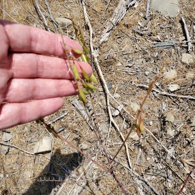 Astragalus trichopodus, photographed by Dan Horowitz