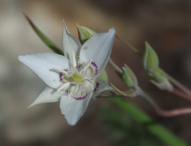 Calochortus lyallii, photographed by Robert Webster