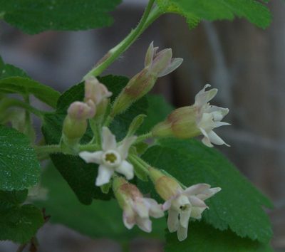 Ribes viscosissimum, photographed by Robert Webster