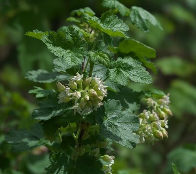 Ribes viscosissimum, photographed by Robert Webster