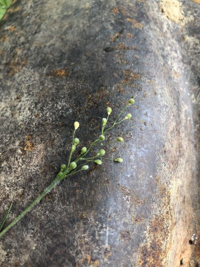 Dichanthelium consanguineum, photographed by John Kees