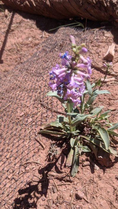 Penstemon osterhoutii, photographed by Jake Armstrong