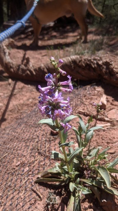 Penstemon osterhoutii, photographed by Jake Armstrong