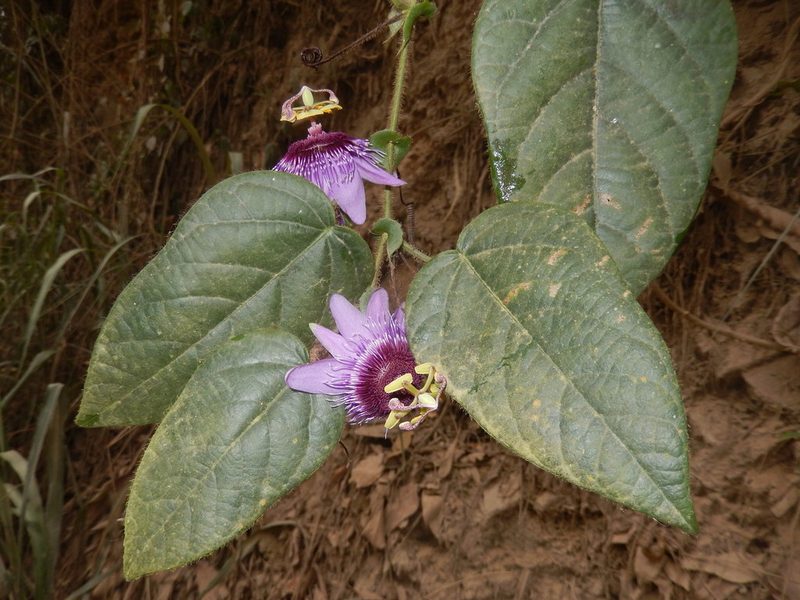 Passiflora menispermifolia, photographed by Alfredo F. Fuentes Claros