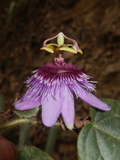 Passiflora menispermifolia, photographed by Alfredo F. Fuentes Claros