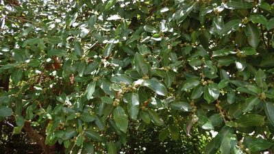 Ficus stuhlmannii, photographed by i_c_riddell