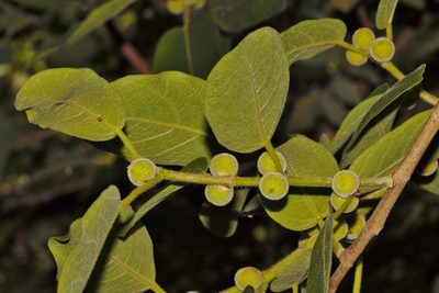 Ficus stuhlmannii, photographed by i_c_riddell
