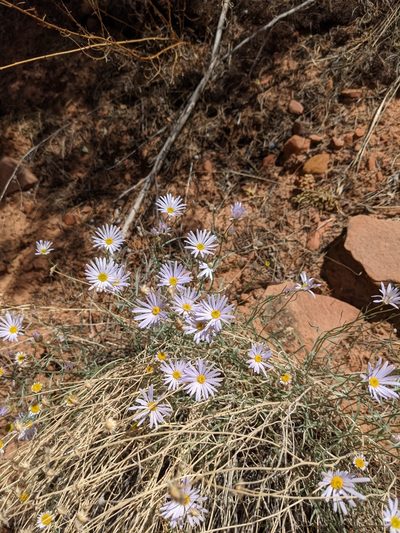Erigeron utahensis, photographed by Jacob Saucier