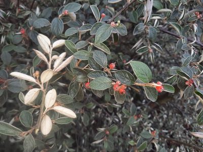 Cotoneaster franchetii, photographed by Alice Shanks