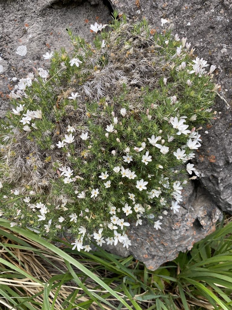 Linanthus watsonii, photographed by Matt Berger