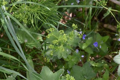 Alchemilla micans, photographed by Марина Садыкова