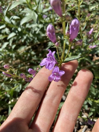 Penstemon platyphyllus, photographed by Grant Chovil