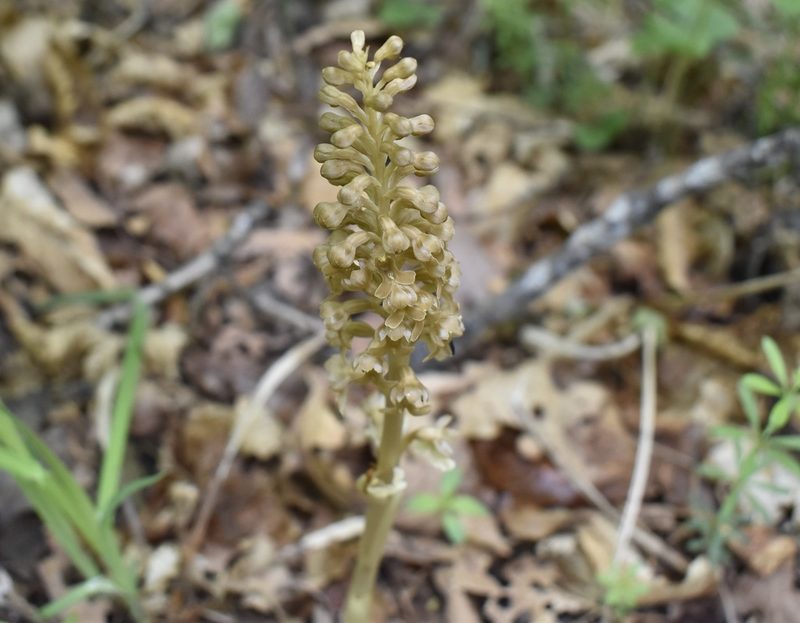 Neottia papilligera, photographed by Repina Tatyana