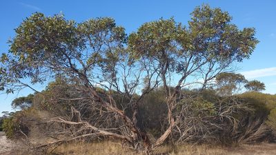 Eucalyptus incrassata, photographed by Rosalie Lawrence