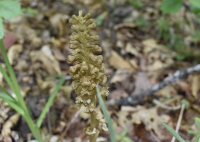 Neottia papilligera, photographed by Repina Tatyana