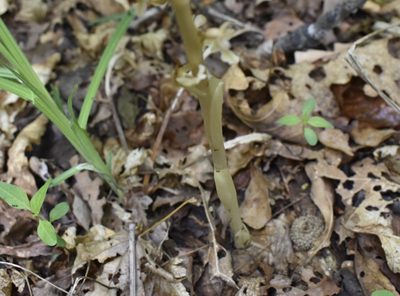 Neottia papilligera, photographed by Repina Tatyana