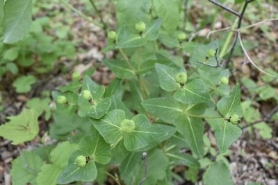 Euphorbia komaroviana, photographed by Repina Tatyana